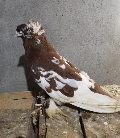કબુતર દેવાના છે