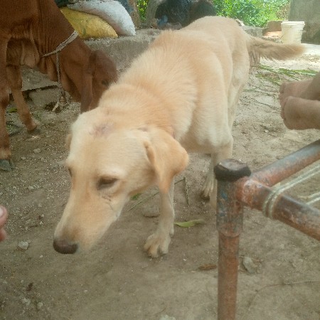 કૂતરો વેચવાનો