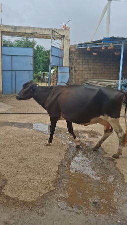 HF ગાય  15 દિવસ થયા વીયાણીના