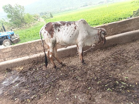 હોળકી વેચવાની છે