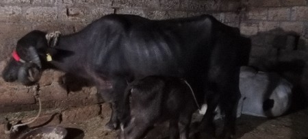 ભેશવાનીછેતીજુવેતરછેવિયાણી