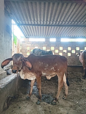 ગાય વેચવા ની છે  સાથે વાછડી છે