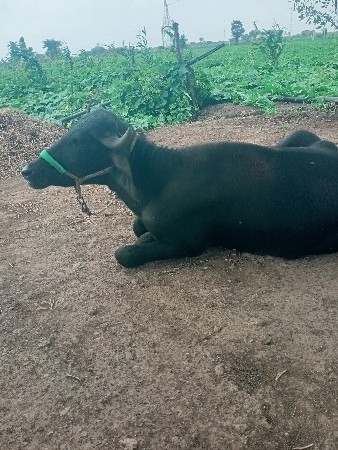 પાડી વેચવાની છે