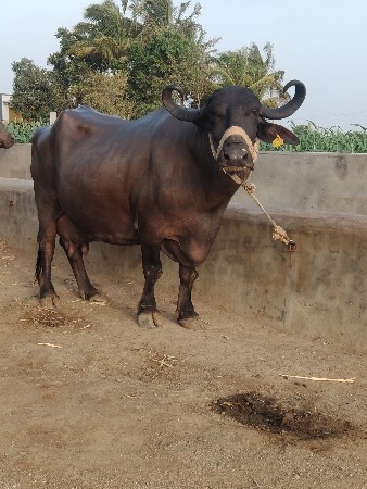 ભેંસ વેચવાની છે