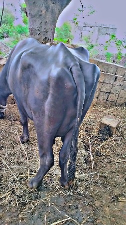 ભેંસ વેસવાની છે