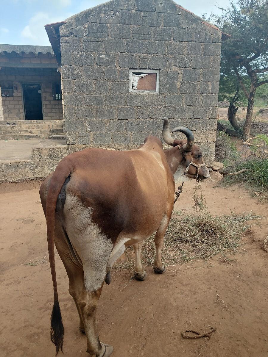 વેચવા ની છે