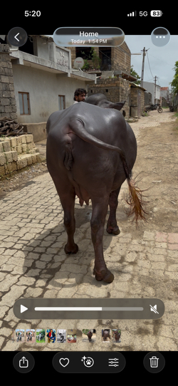 ખડેલી વેસવા ની સે