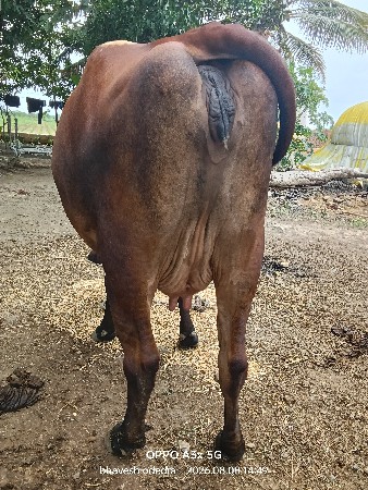 આ ગાય વેચવાની છે