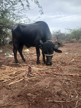 ખડેલી વેચવાની છે