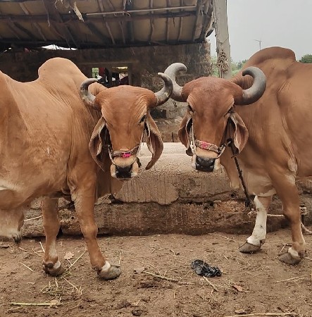 બળદ ની જોડ
