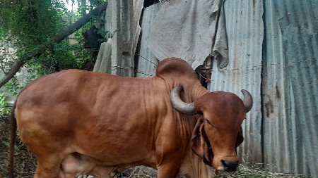 ગીર ગાયુ વેચવા ની છે 2