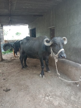 ભેસ