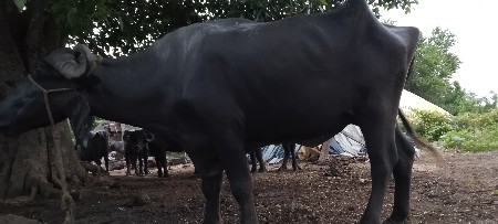 ખડેલી વેશવાનીશે