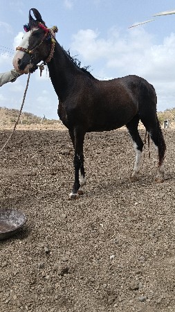 ઘોડી