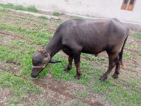 3 વર્ષ પાડો છે