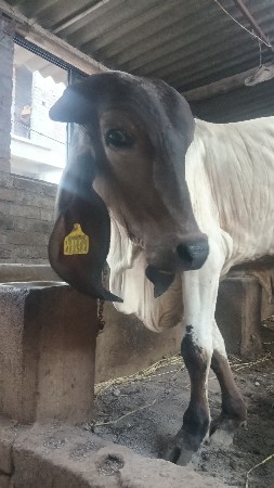 ગીર ઓડકી વેચવાની છે