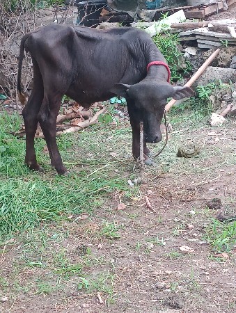 ટોલપી પાડી વેચવાની છે