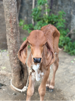 ગાય વેચવાની છે નીચે વાસડી 
દુધ ૬ લિટર