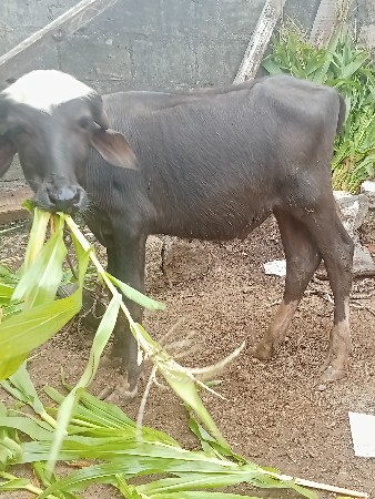 રાહુલ
