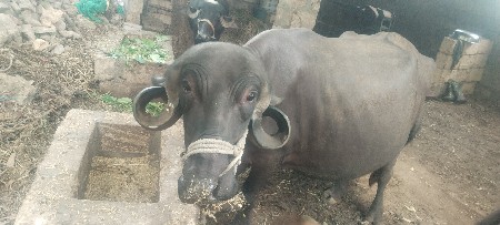 ભેંસ વેચવા ની છે