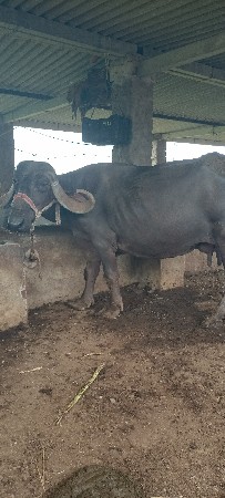 ભેંસ વેચવાની છે