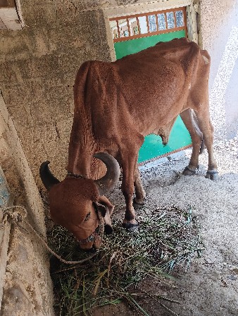 બરદ વેચવાનો છે મીઠાપુર