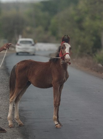 વચ્ચે રો