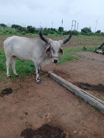 બળદ વેચવા નાછે અને કોયને સાટા
