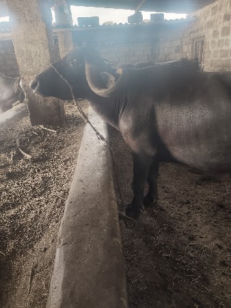 ભેંસ વેચવાની છે ત્રીજો વેધર