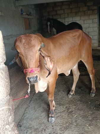 gir Hodki veshavani she