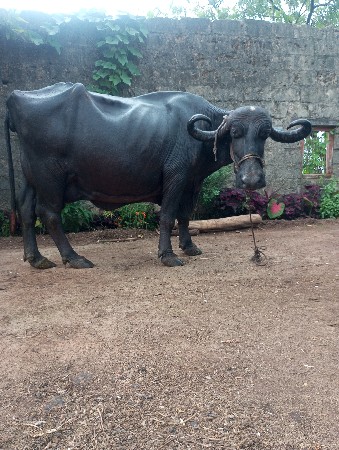 પરૂ નથી