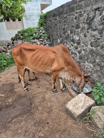 ગાય વેચવા ની છે