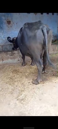 વેસવાનેશેત્રીજાવેતરેખડાયભેશ