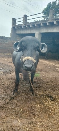અસલ ટોપલી ખડેલી છે પેલું વેતર
