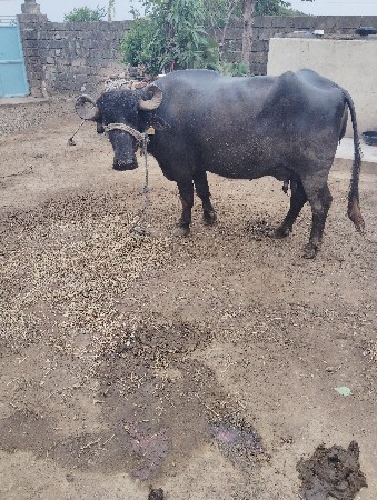 ૨,, વેતર વીયાની આજે