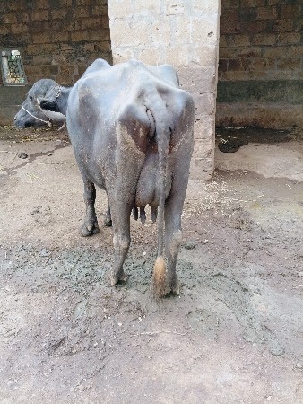ભૈસ વૅચવાની છે