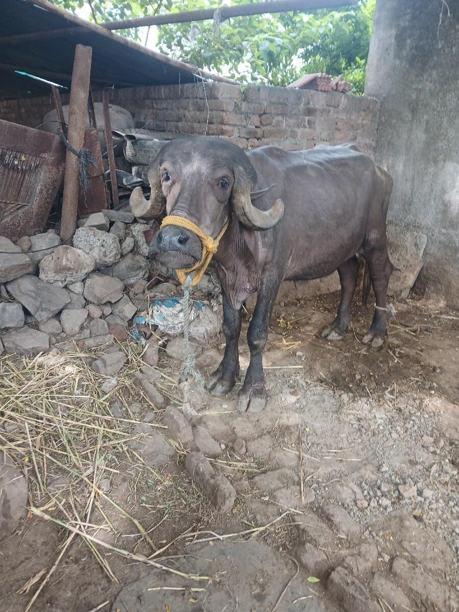 ખળેલી વેચવાની છે