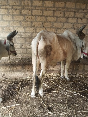 વેચવાના છે વેચવાના છે