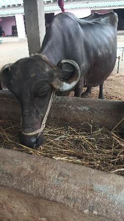 4 વેતર વ્યાસે