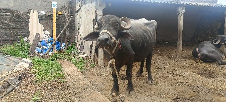 ભેંસ વેચવાની છે