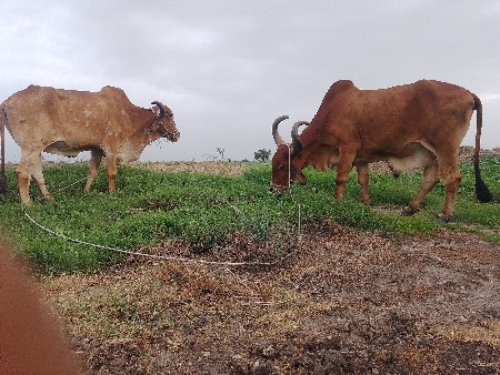 બળદ વેચવાના છે