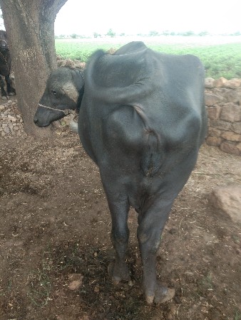 આ ભેંસ વેસવાની છે