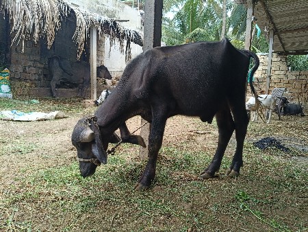 પાડો દેવાનું છે