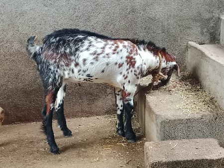 બકરો વેચવાનો છે