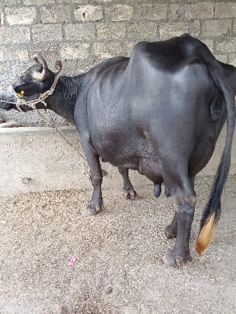 ભેંસ વેચવાની છે