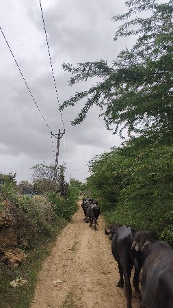 ખડેલા