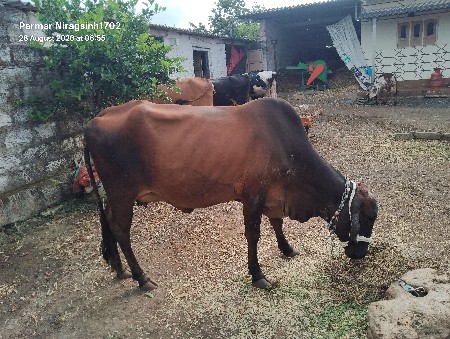 પેલુ વેતર વોડકી વેચવાની છે