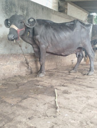 ભેંશ વેસવાની છે
