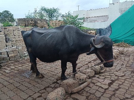 ભેંસ વેચવાની છે