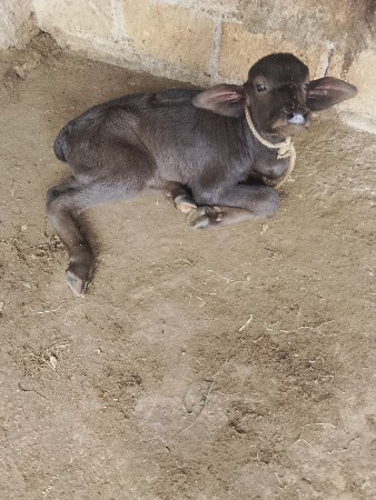 પાડો